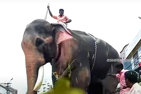 Thechikotu Ramachandran Elephant