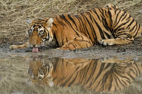 Tiger drinks at a pond at the Ranthambore National Par