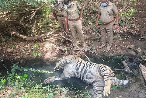 Tiger killed in Annamalai Reserve