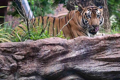 Image for representation