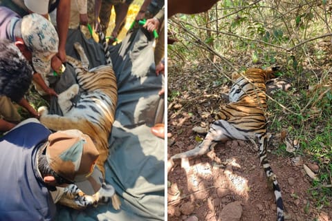 Two tigers that killed 3 persons in Kodagu captured