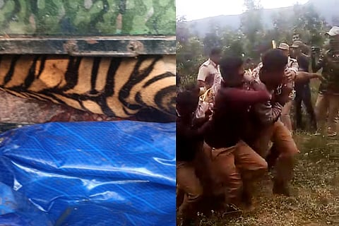 Tiger suspected to have killed two people in Kodagu captured