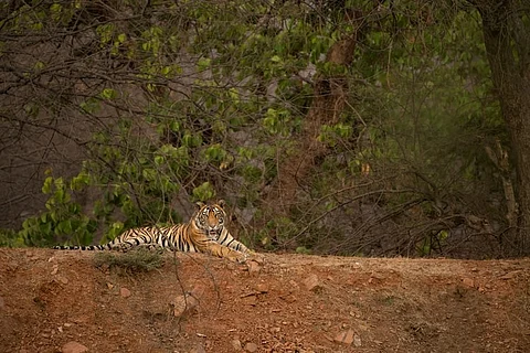 Forest dept issues capture or kill order against tiger who killed man in Bandipur