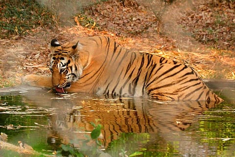 A tiger at the Nagpur zoo: Tiger found dead in Andhra’s Nallamala forest amid census