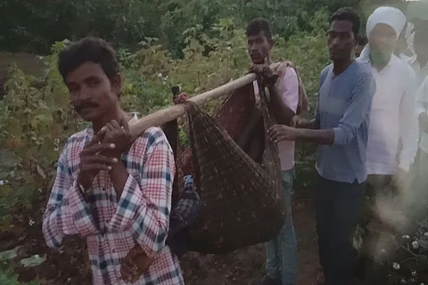 Forest officials identify the tiger which killed a man as a male