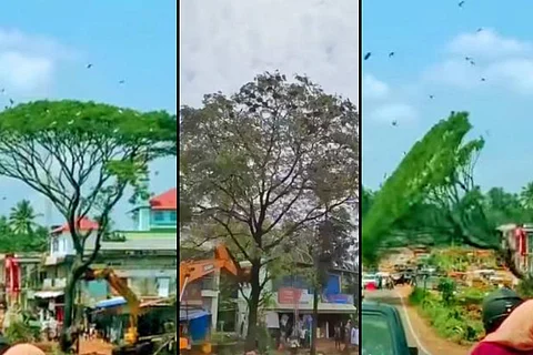 Trees being cut for National Highway widening in Malappuram