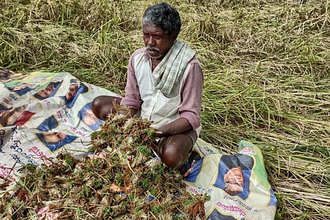 A Tumakuru farmer with his destroyed ragi crops/ Special Arrangement