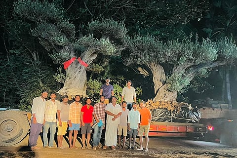 Two olive trees make 5 day journey from Andhra to Ambani house in Gujarat