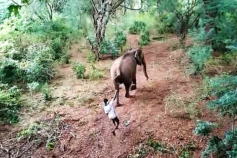 Udumalaipettai elephant attack
