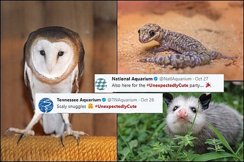 In photos: Zoos share their most ‘unexpectedly cute’ animals and they’re adorable