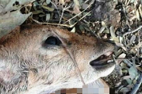 Severed deer's head found in Hyd Uni campus, third animal death in ten days
