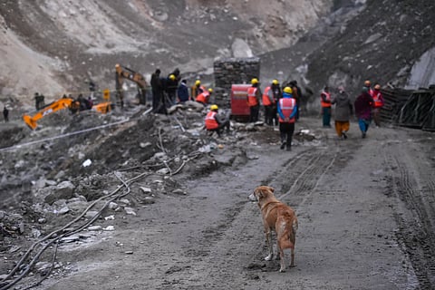 A dog seen near the damaged Tapovan tunnel as army personnel carry out rescue and restoration work, in the aftermath of the flash floods in Chamoli district, Uttarakhand