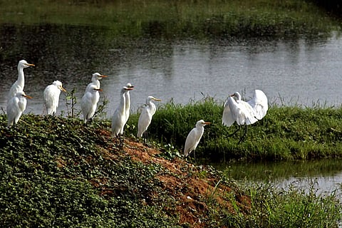 Egret landing on an island in Vedanthangal