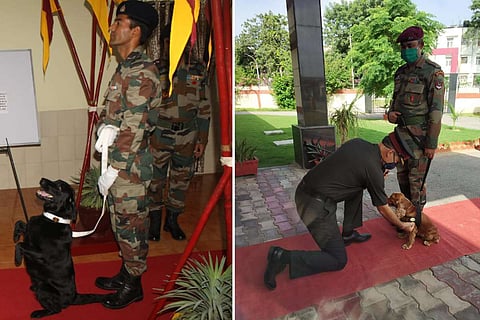 (Left) Vida and Sophie (Right)