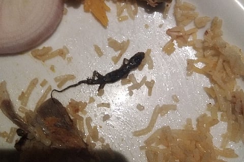 Vijayawada customer finds dead lizard in biriyani, eatery served notice