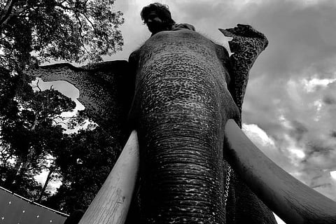 Vishnu Vishal joins cast of Rana Daggubati's 'Haathi Mere Saathi'