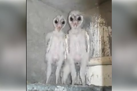 Seen the video of 'aliens' in Vizag doing the rounds? They're just barn owls