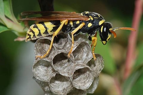 Kerala man dies from wasp attack in Kannur