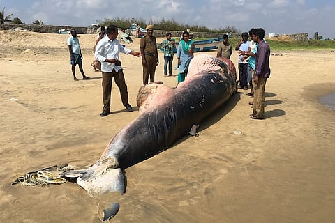 Whale washed ashore in Chennai killed after getting caught in a net?