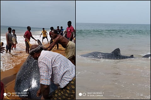 Fishermen releasing whale shark to sea