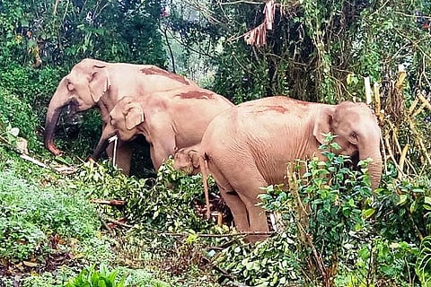 Restore elephant habitat near Anayirankal in Munnar: NGO files complaint with officials