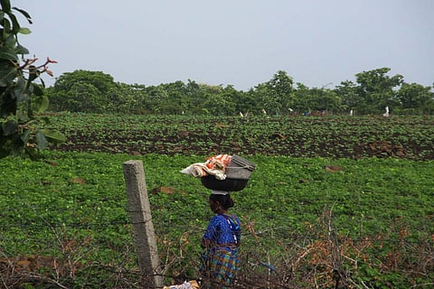 Woman farmer walking in a field