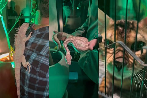 Hyderabad cops launch inquiry after a bar puts exotic animals on display