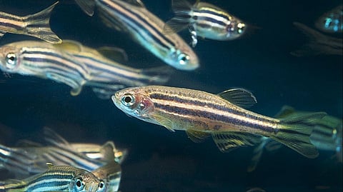 Hyd scientists hopeful about cancer research after tests on Zebrafish show bright results