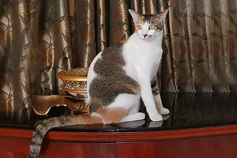 Zoya, the pet cat that has gone missing
