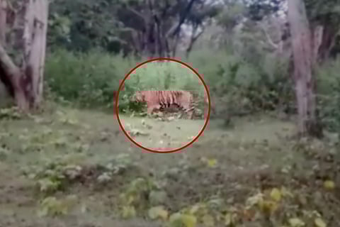 An image of tiger T-23 in the wild