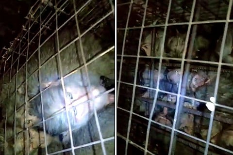 Bonnet Macaques in cages