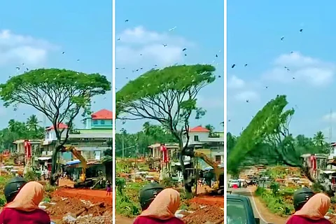 A tree being cut on national highway in Malappuram, Kerala