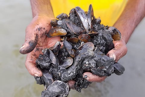 Alien Mussels