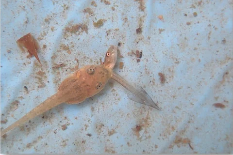 Killer tadpoles threaten Andaman archipelago's native frog species