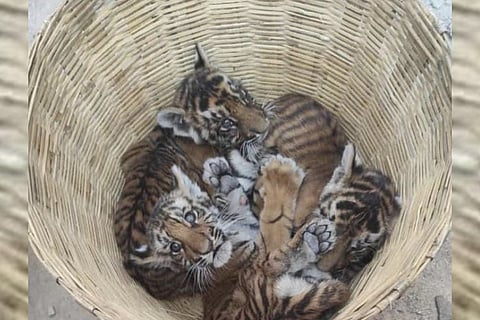 Four tiger cubs found in Andhra, search for mother futile so far
