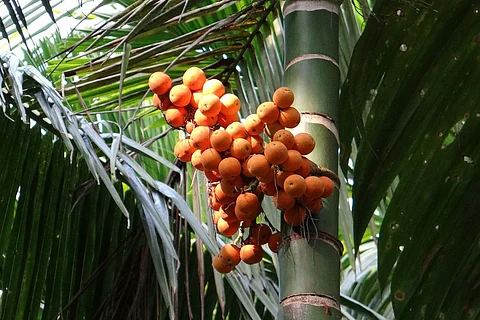 Areca nut