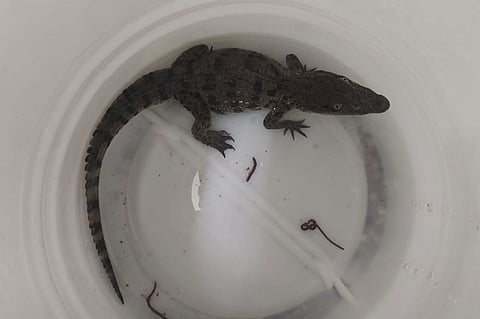 A crocodile hatching rescued by Bengaluru police