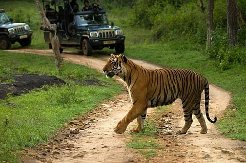 Explained: Why environmentalists don’t want vehicles to enter Bandipur forest at night