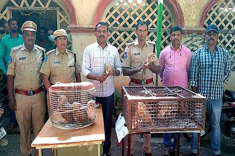 15 barn owls rescued