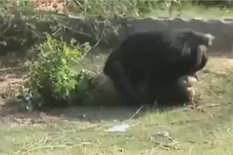 A screengrab from the video of the bear attacking the man