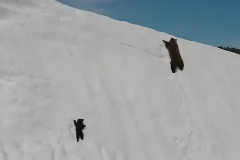 The sad truth behind the viral video of the persistent bear cub