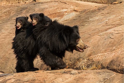Bear cubs enjoying a ride on their mother's back. Pic: Devendra Kumar S