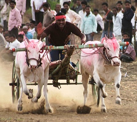 Animal activists take on Javdekar for farmer's death in bullock cart race