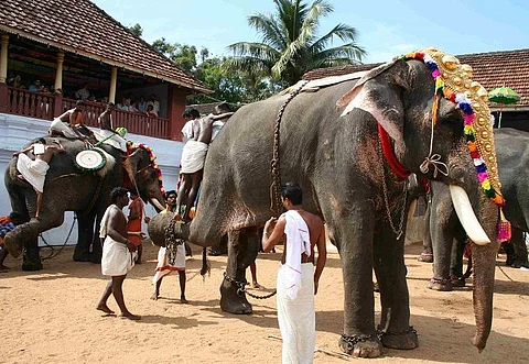 10 elephants dead, and Kerala Forest Dept finally wake up to ‘rules’: Admit laxity