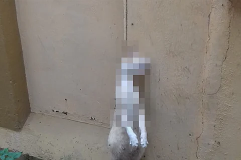 Pregnant cat found hanged to death, Kerala police register FIR