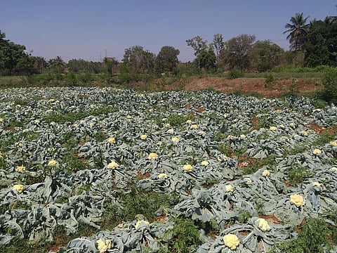 Karnataka farmers forced to dump produce, face heavy losses amid lockdown