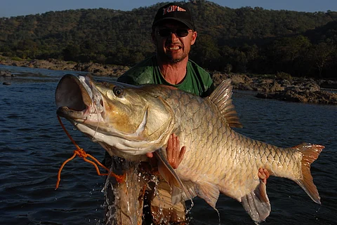 Can a scientific name save one of Cauvery's most iconic fish from extinction?