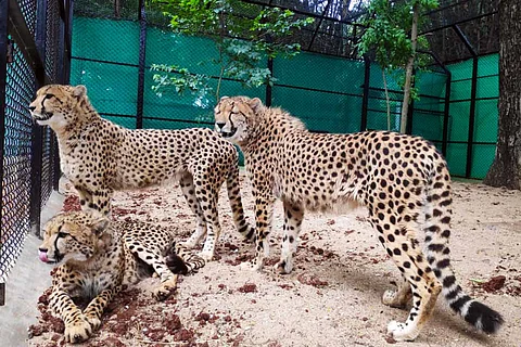 Photos: Three cheetahs arrive in Mysuru Zoo from South Africa, put in quarantine