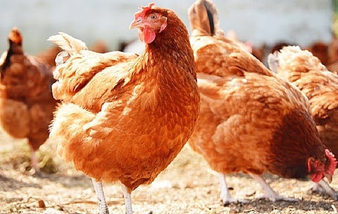 ‘Not possible to sell chicken at price decided by govt’: Kerala traders threaten to shut shop