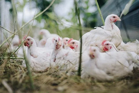 Bird flu outbreak confirmed in eight states: Ten updates